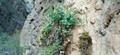 Scrophularia crassiuscula